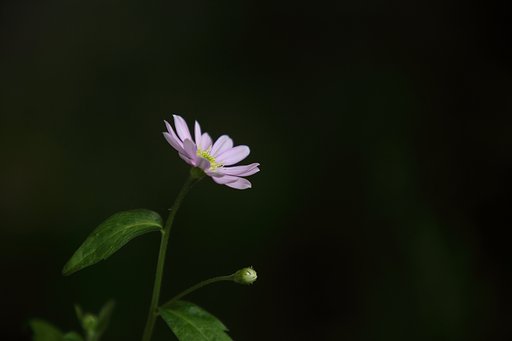 癒しのミヤコワスレ
