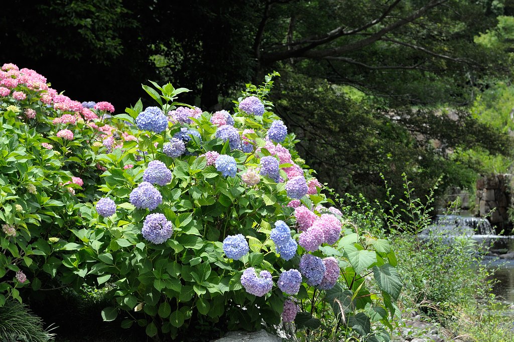 川とアジサイ