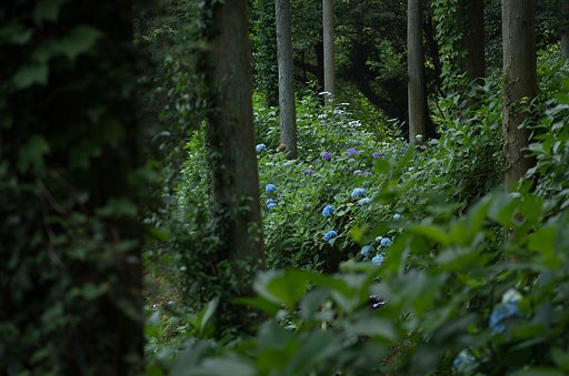 藪