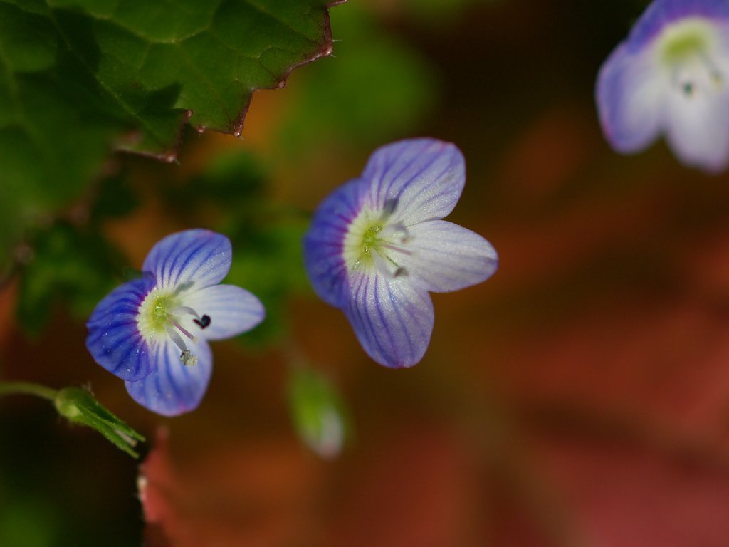 10mmの春