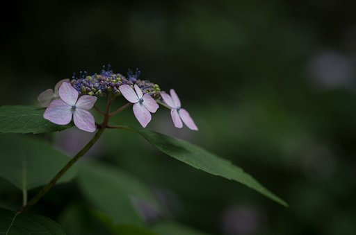 山紫陽花