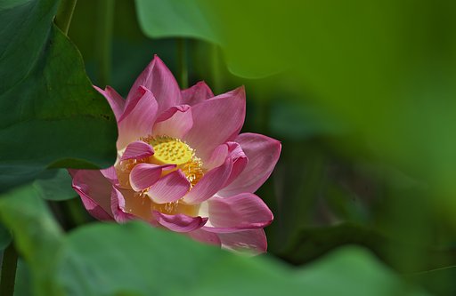 伊賀八幡宮の蓮池