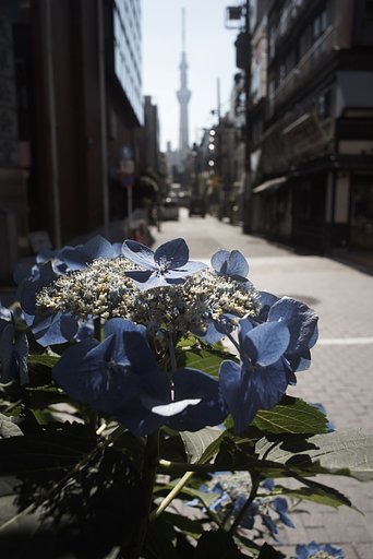 Distagon 1:2.8 f=25mm