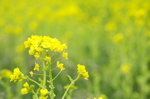 「春」菜の花畑
