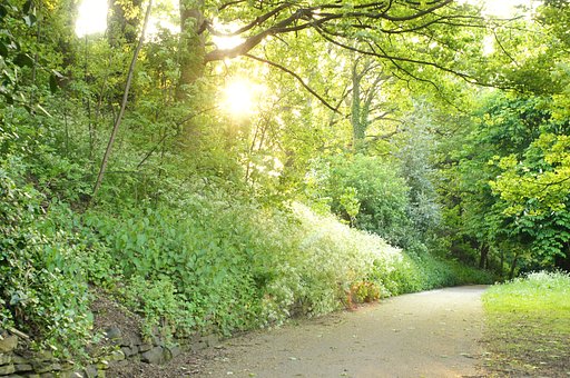 夕暮れ森の散歩道