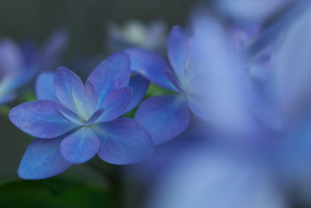 今年の紫陽花