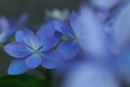 今年の紫陽花