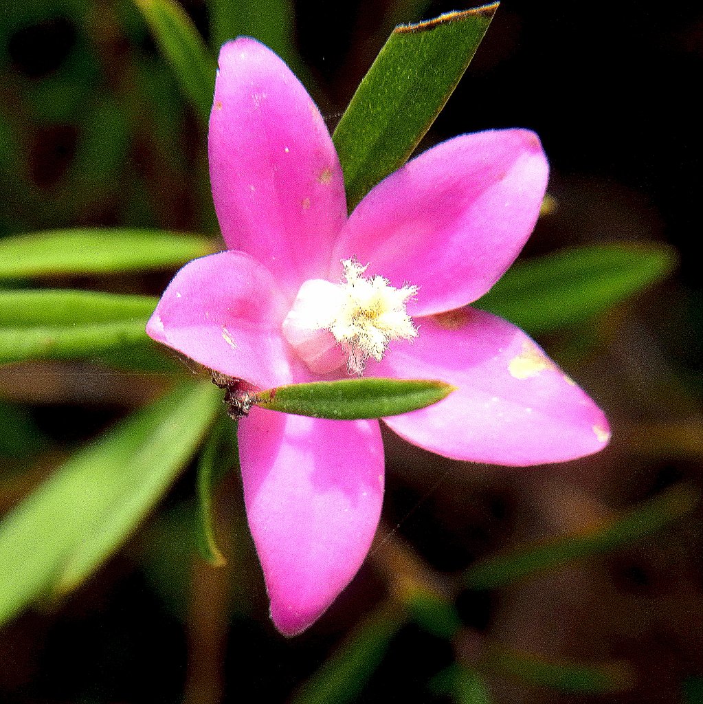 星の花