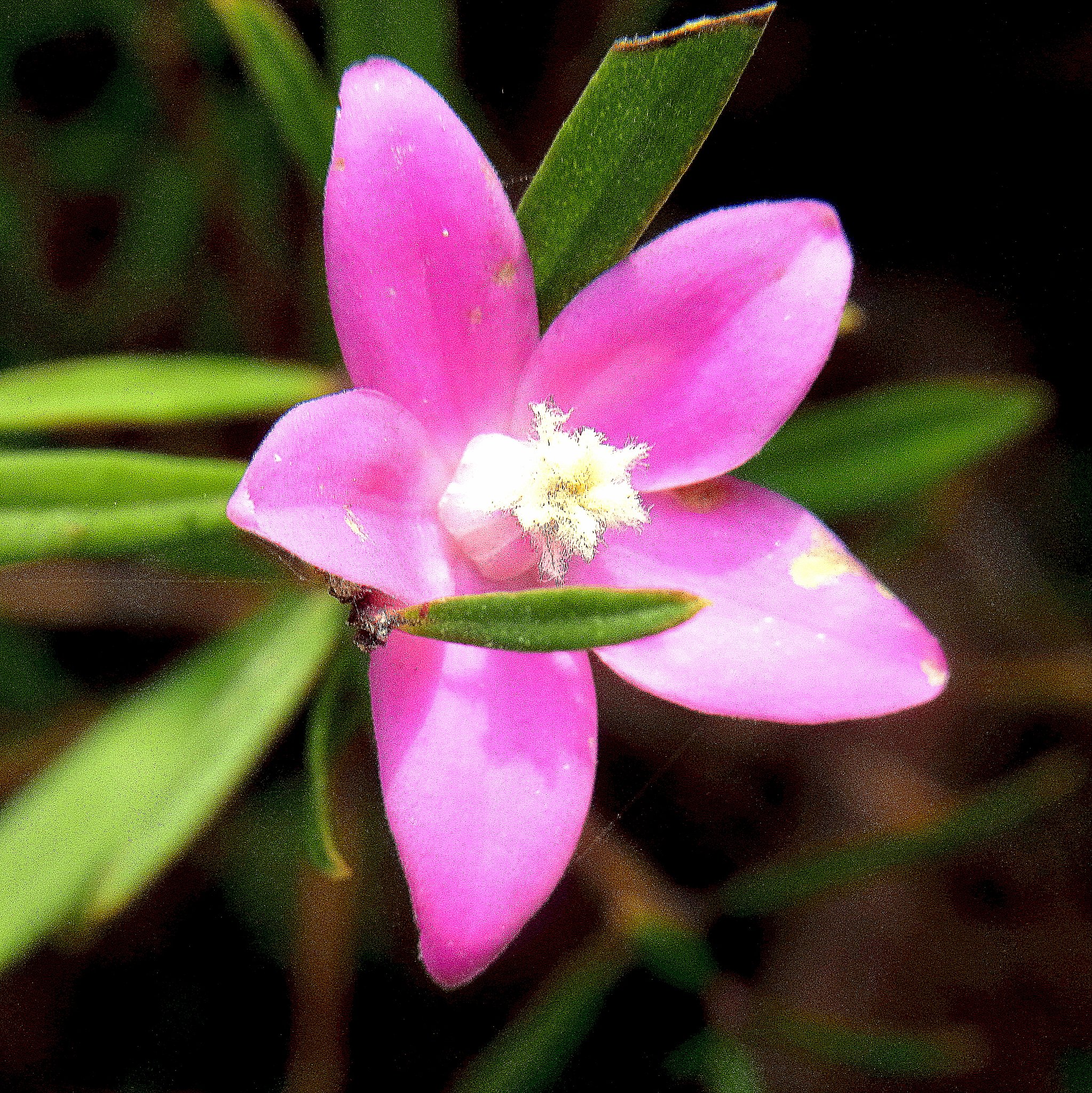 星の花