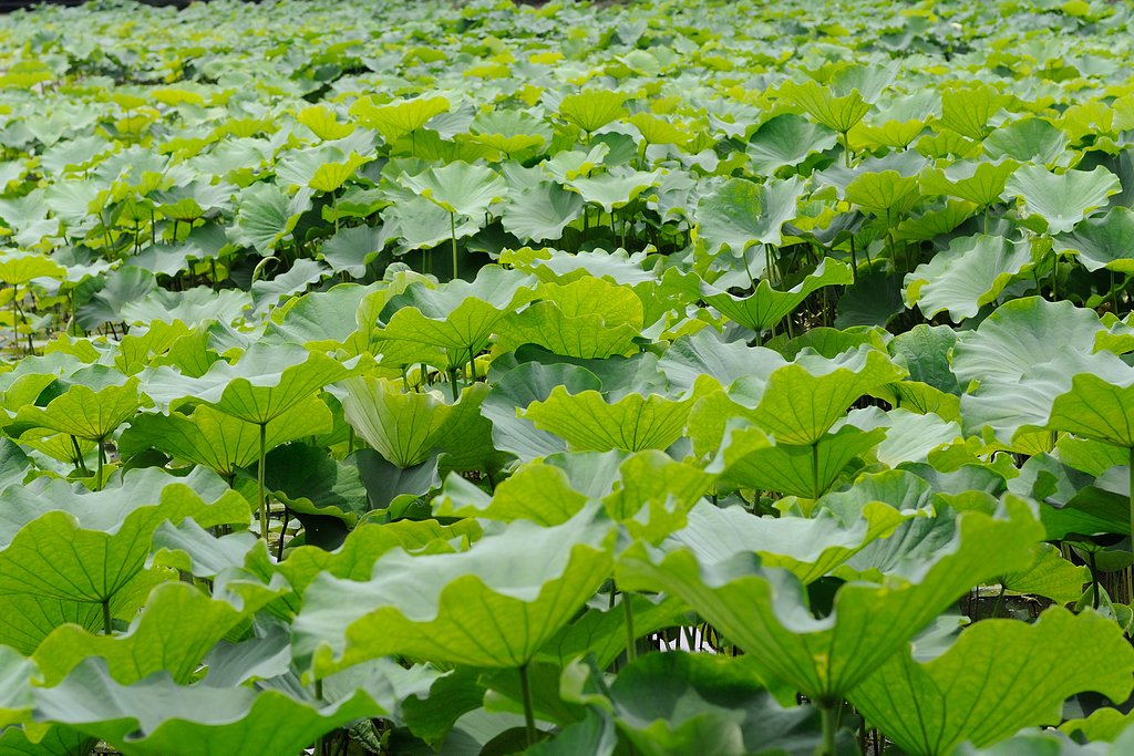 蓮池