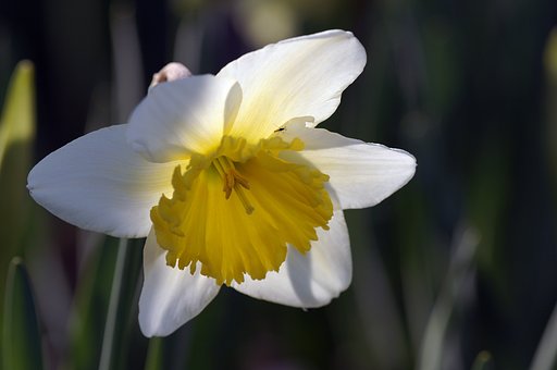 MINOLTA AF200mm F4G Macro
