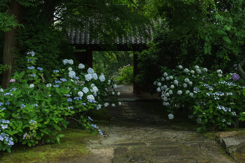 紫陽花がお出迎え・・