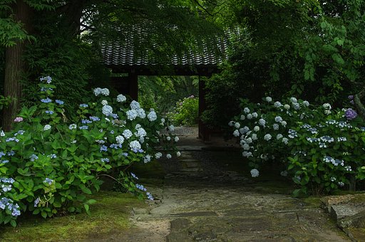紫陽花がお出迎え・・