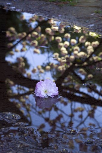 桜鏡