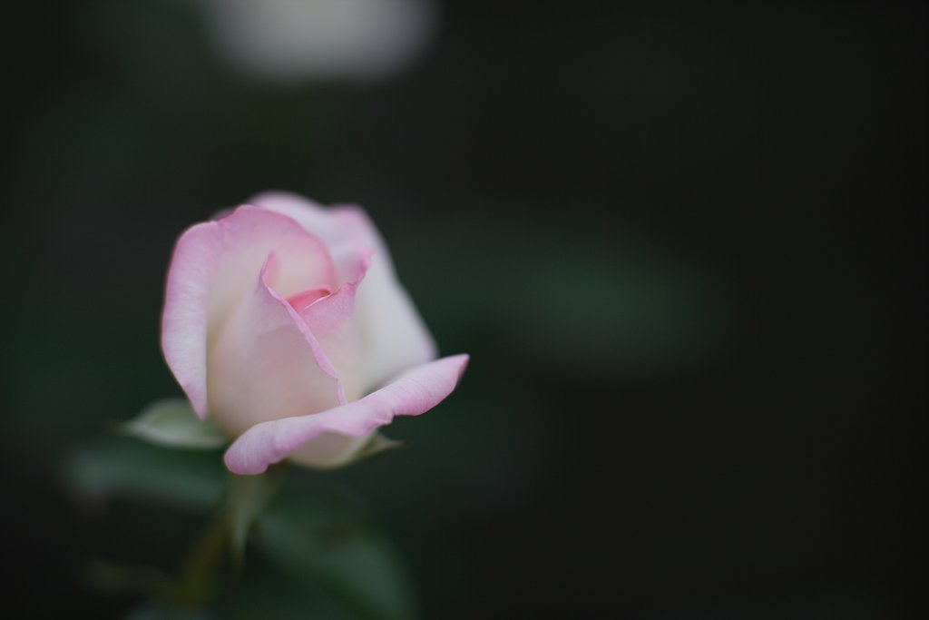 薔薇