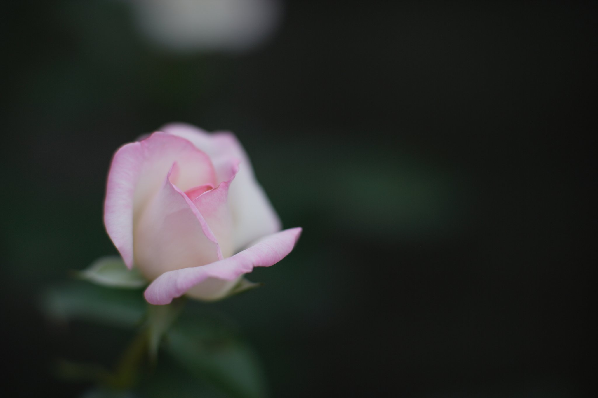 薔薇