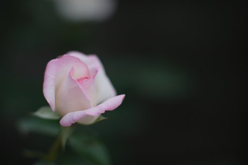 薔薇