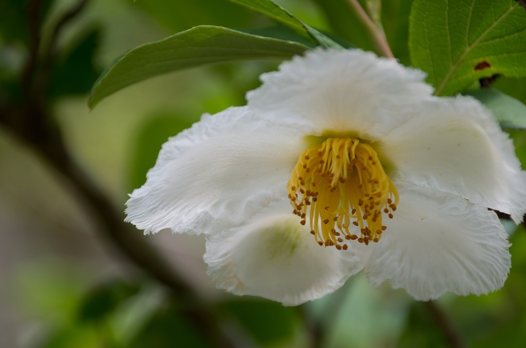 夏椿