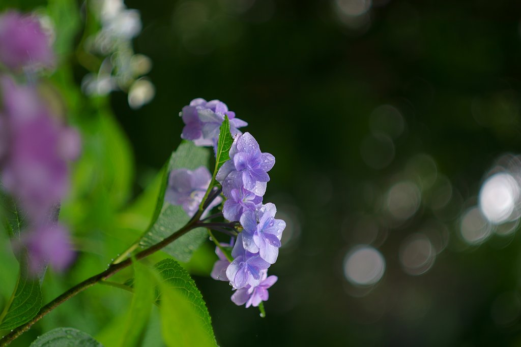 Carl Zeiss Jena Biometar 80mm F2.8　PENTACON　SIX