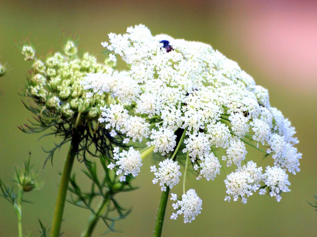 ニンジンの花？