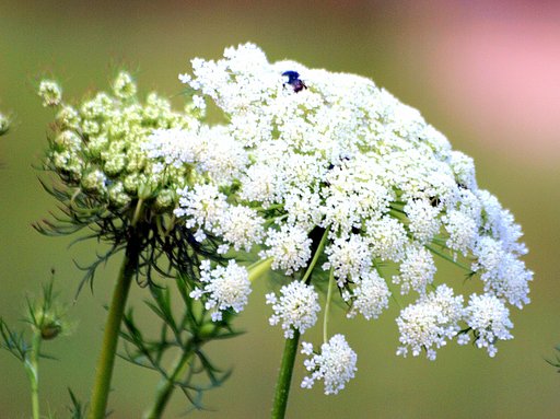 ニンジンの花？