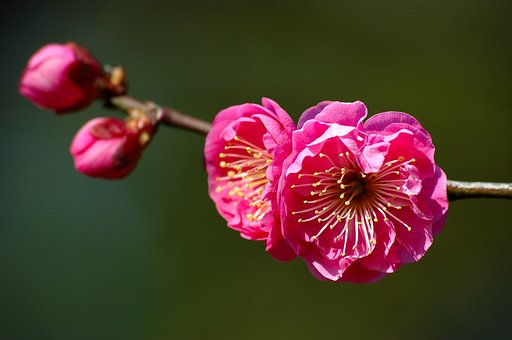 紅梅