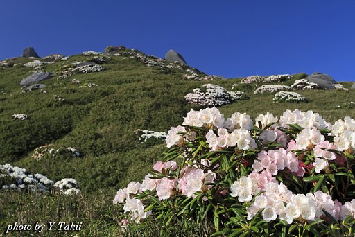 屋久島石楠花