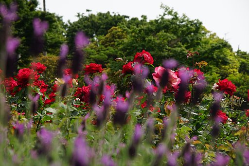 真っ赤な薔薇