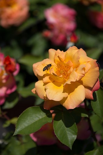 【SOL】La Vie en rose