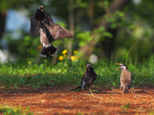 黒鳥の群像