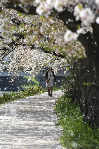 『春』桜の雪が降る中を・・・