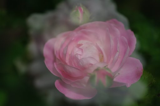 公園のバラ