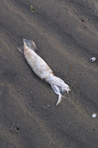 瀬戸の内海