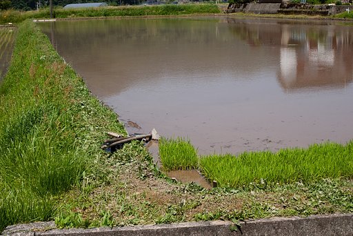 やっとし代掻きに。