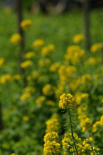 「春」やっぱり菜の花〜！！