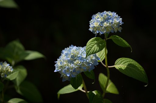 水無月