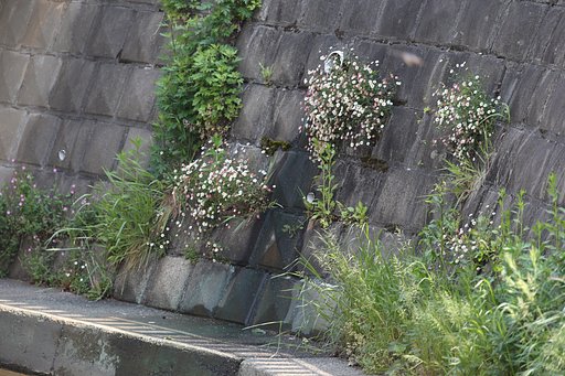 隙間に咲く