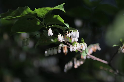 ネジキの花たち