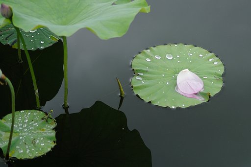 あめあがり