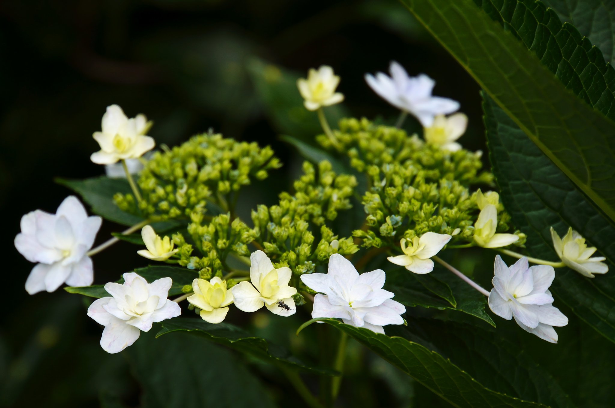 スミダノハナビ（隅田の花火）