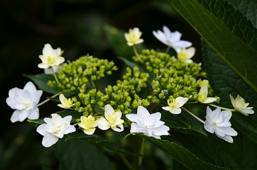 スミダノハナビ（隅田の花火）