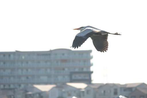 アオサギ飛行