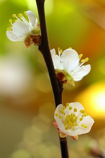 梅　-なんの工夫もないけど-