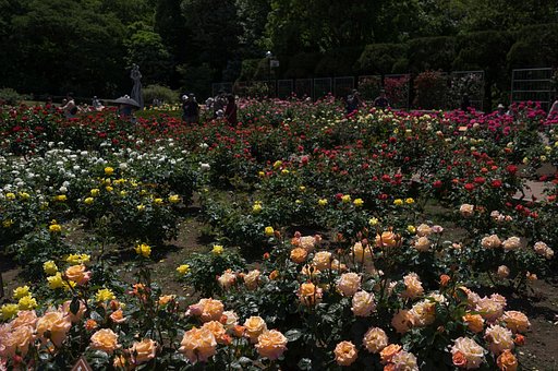 神代植物公園にて