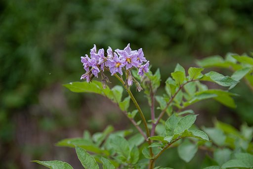 最初は花の観賞用に輸入されて・・。