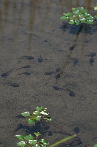 やがて