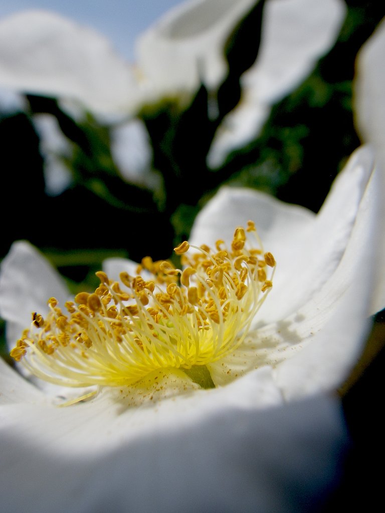 ばらの蕊