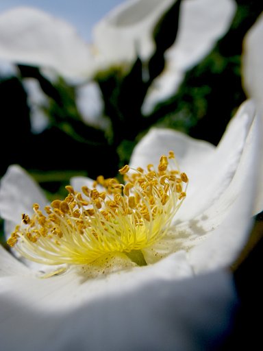 ばらの蕊