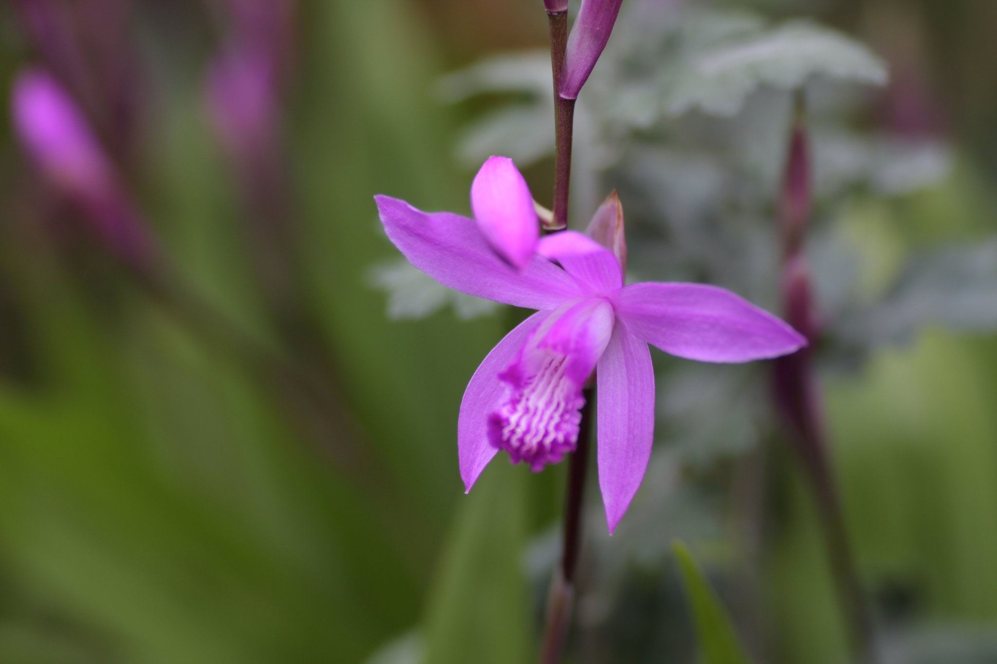 紫蘭　其の弐