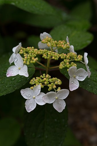 EF180mm F3.5 L MACRO